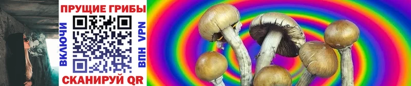 площадка формула Павловский Посад Псилоцибиновые грибы Psilocybe